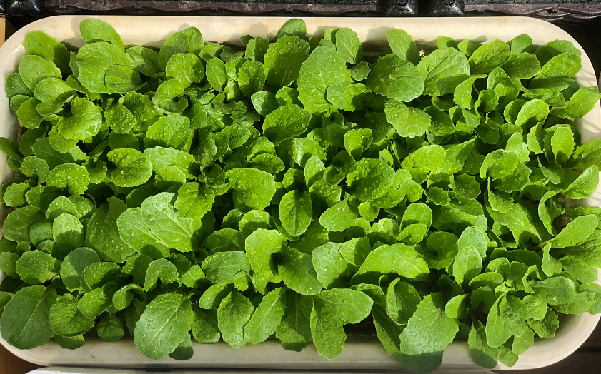 “闲置”阳台不如种点菜,盆栽这“4样”,产量高、收成早