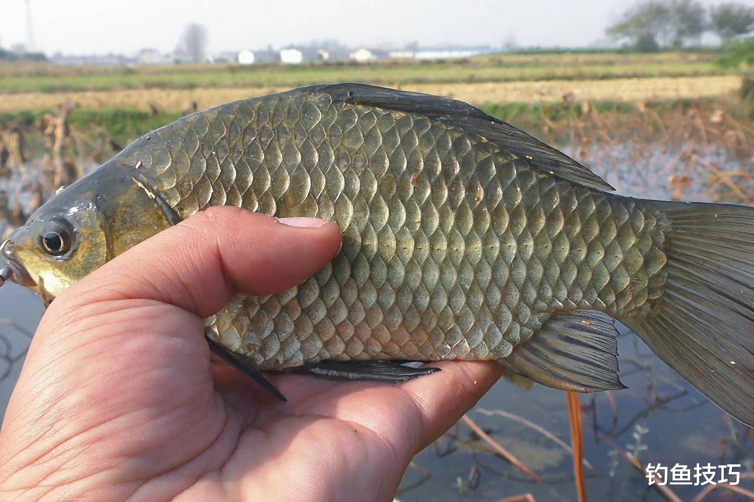 鲫鱼|初春野钓鲫鱼最简单的方法,出钓时机、选钓位、打窝、上鱼一条龙