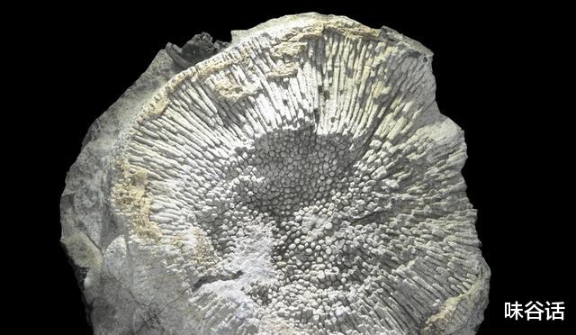 科学家竟通过化石判断恐龙生活习性?化石,不仅仅只是生物遗体!