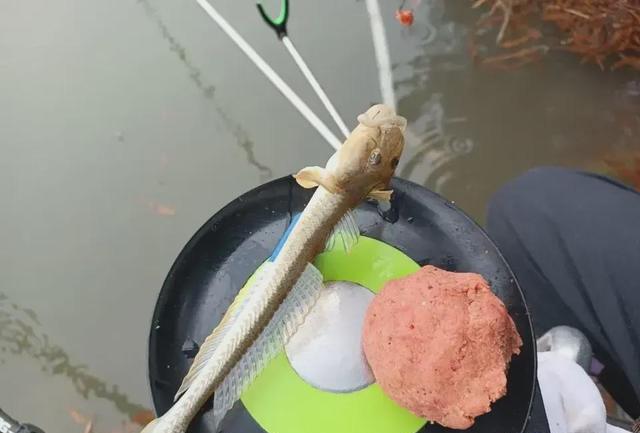 广东省|广东一男子户外野钓，意外收获了1条皮包骨的“怪鱼”，认识吗？