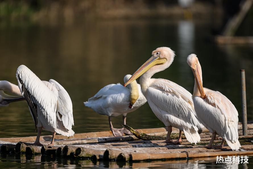 尼康|尼康Z 400mm f/2.8 TC VR S体验:尼康反击的开始