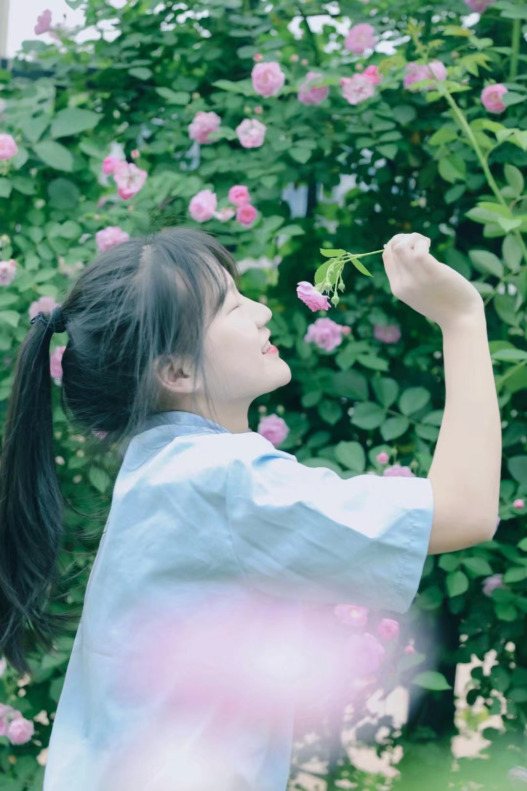 缙云|缙云赏花季 | 蔷薇花满架,不语也倾城