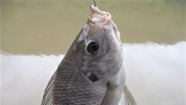 饵料|钓罗非鱼用什么样的饵料最好？为什么钓罗非鱼还要“让口”？