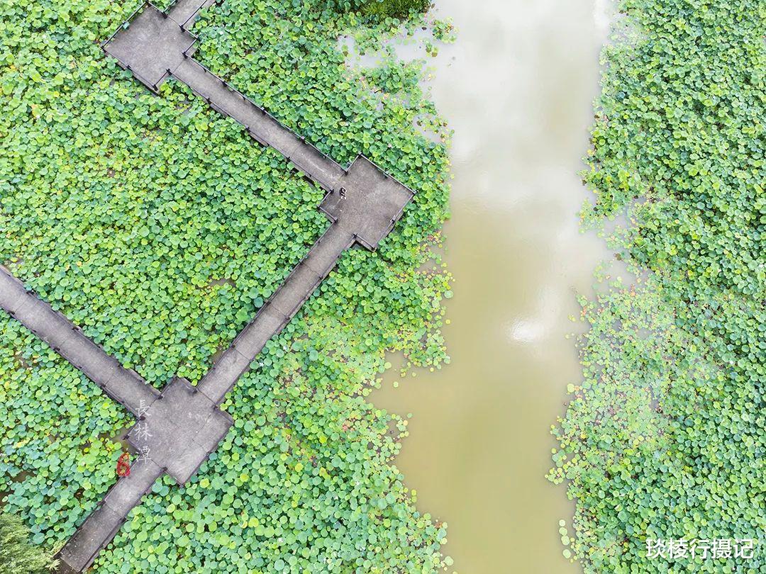 荷花|夏日亲子打卡地推荐,投资20亿的长株潭“后花园”