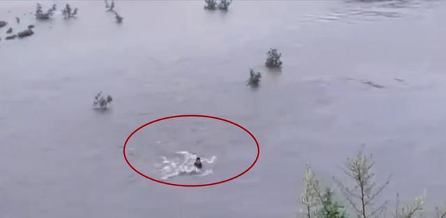 运动|抓鱼丢了小命!四川一男子下河捞鱼被水卷走,路人无计可施干着急