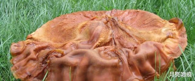 徐克|《鬼吹灯》中献王墓里的万年太岁是什么,为何要追胡八一他们?