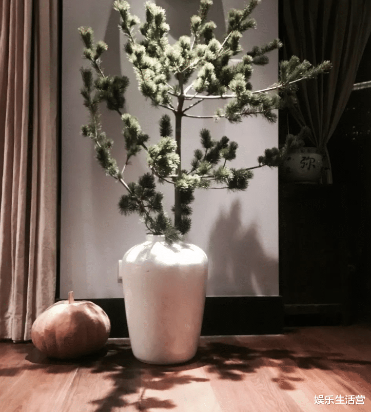 43岁殷桃豪宅火了，家装豪华古朴，一屋名贵花草，庭院像植物园