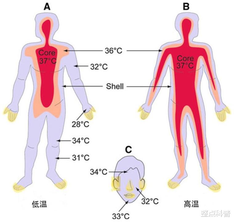 人类正常体温不再是37度,体温不断呈现下降趋势,这意味着什么?