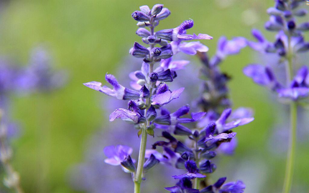 草原|不到新疆不知道中国之大,不到伊犁不知道新疆之美