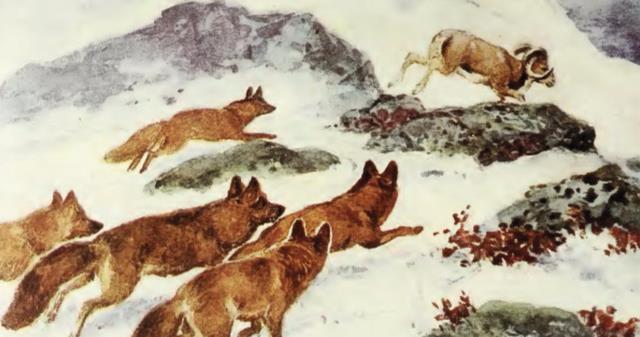 祁连山出现的“红狗”是什么动物?位居猛兽之首,敢猎杀老虎?