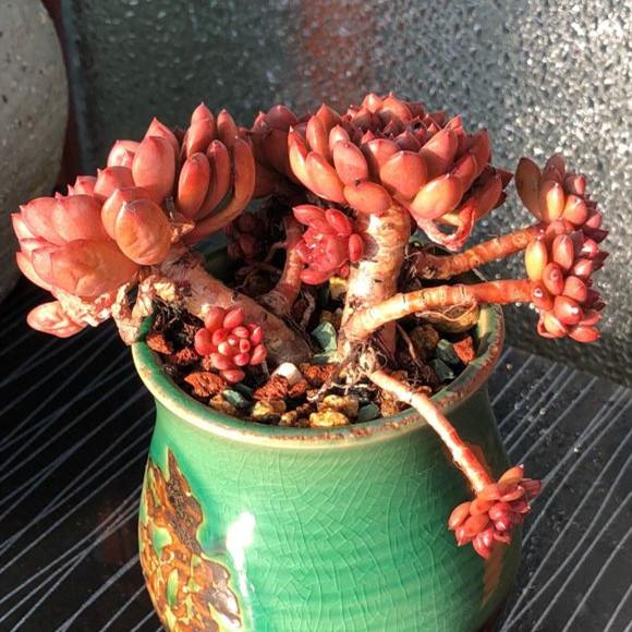 阳台上养护的红宝石能养出通红的颜色吗？能！做好3点尝试一下