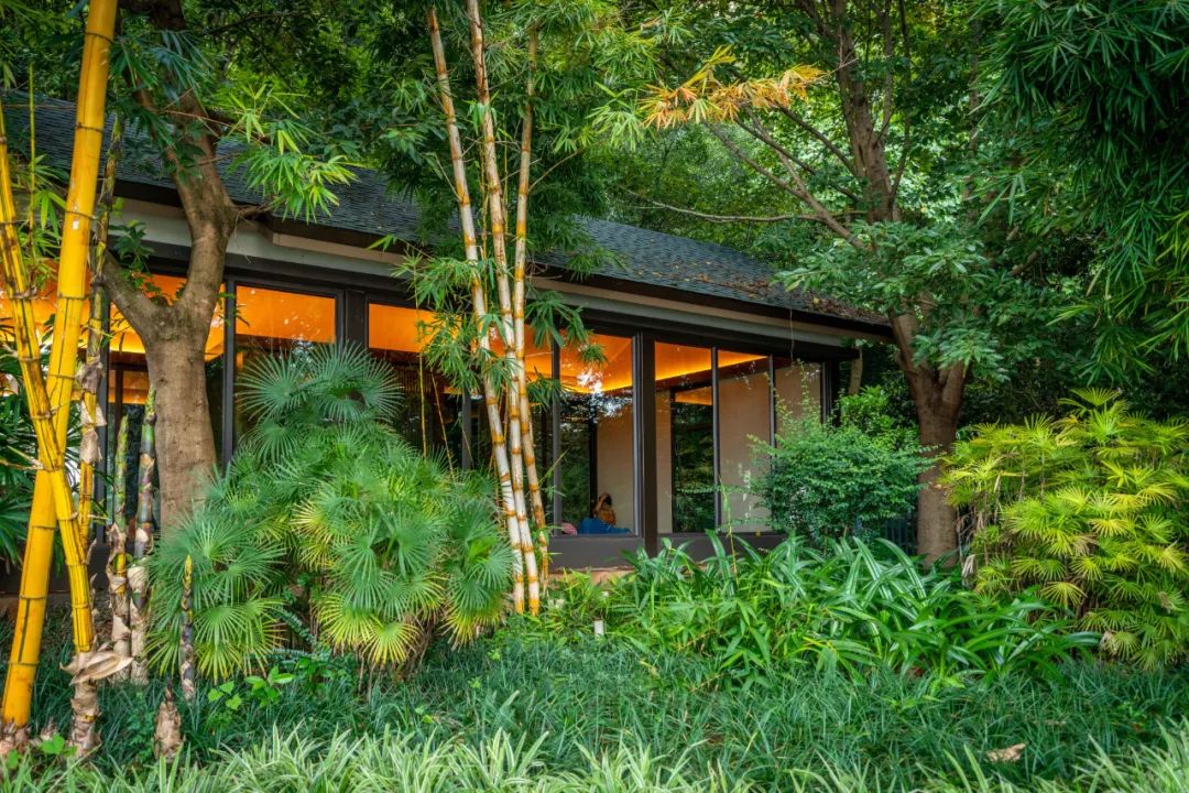云南|云南有座住在森林的小城，房子建在公园里，在家门口就能泡林中温泉