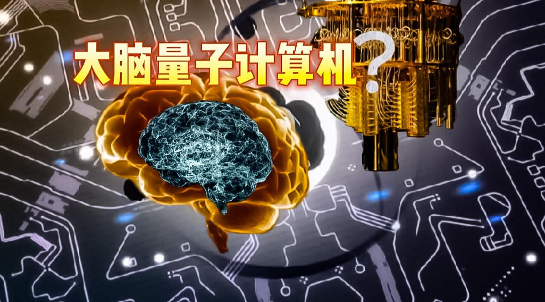 大脑仅占身体面积3%消耗却远超其他器官,人脑可能是台量子计算机