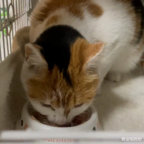 流浪猫如何成为宠物猫？跟踪它们的主人，每天赖在他家门口不离开