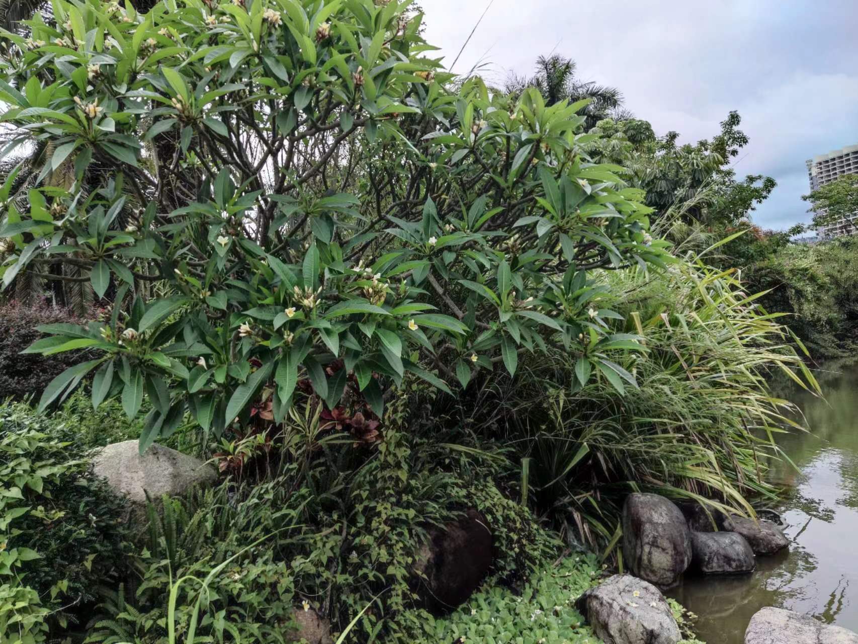 贺涵|贺涵为什么喜欢罗子君