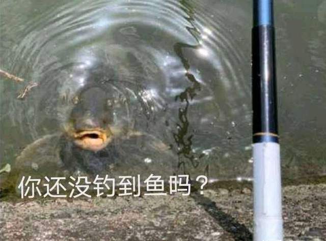 |客观分析下,钓鱼是靠运气吗?