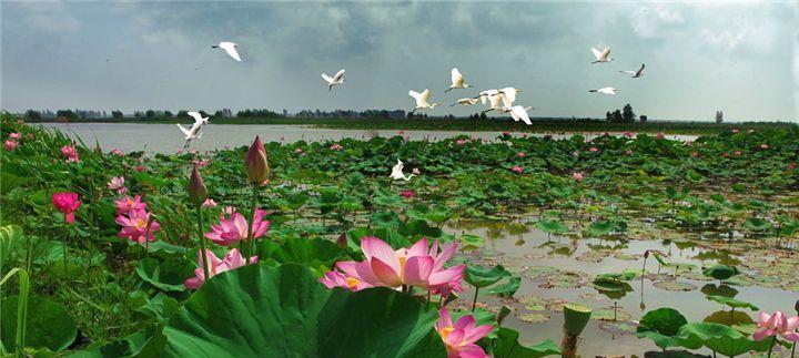 洪泽湖|洪泽湖退水出现砖块和绳索，网友疑似拋沉尸骨，却是钓鱼人打窝？