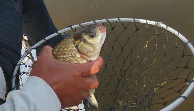 饵料|春季钓鲫鱼这样做,不愁不爆护