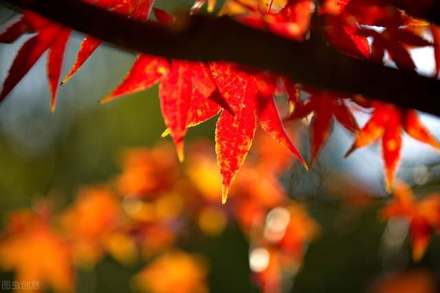 范成大|郭进拴|横塘的秋天