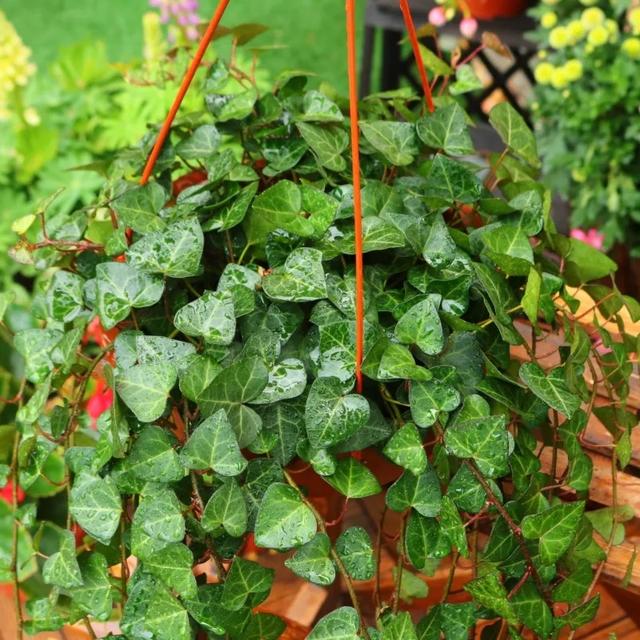 卫生间养啥花好?这“5种”,青翠繁茂,吸收湿气,空气自然清新