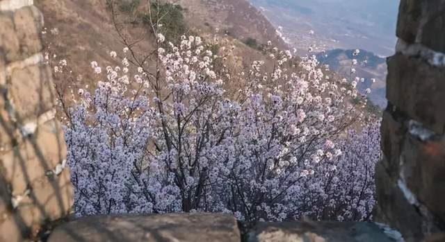 自驾|京郊这些花开四溢的小众“仙境”，简直把日子过成诗