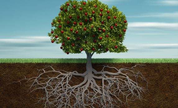 婚姻|掌握大树哲学，对职场人有多重要？你会领悟到精进的奥秘