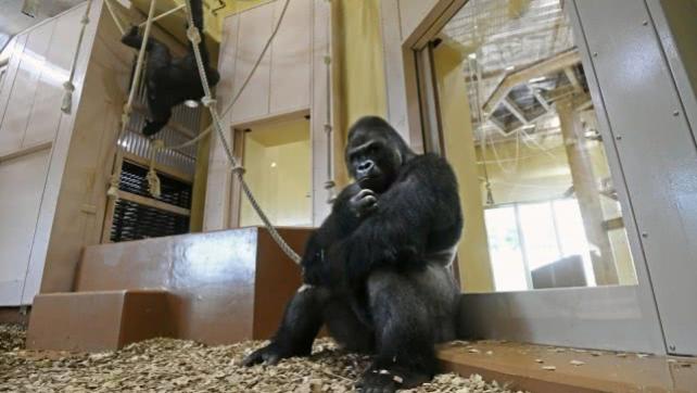 战争是人类特有的吗？持续4年的贡贝黑猩猩战争，比人类更残酷