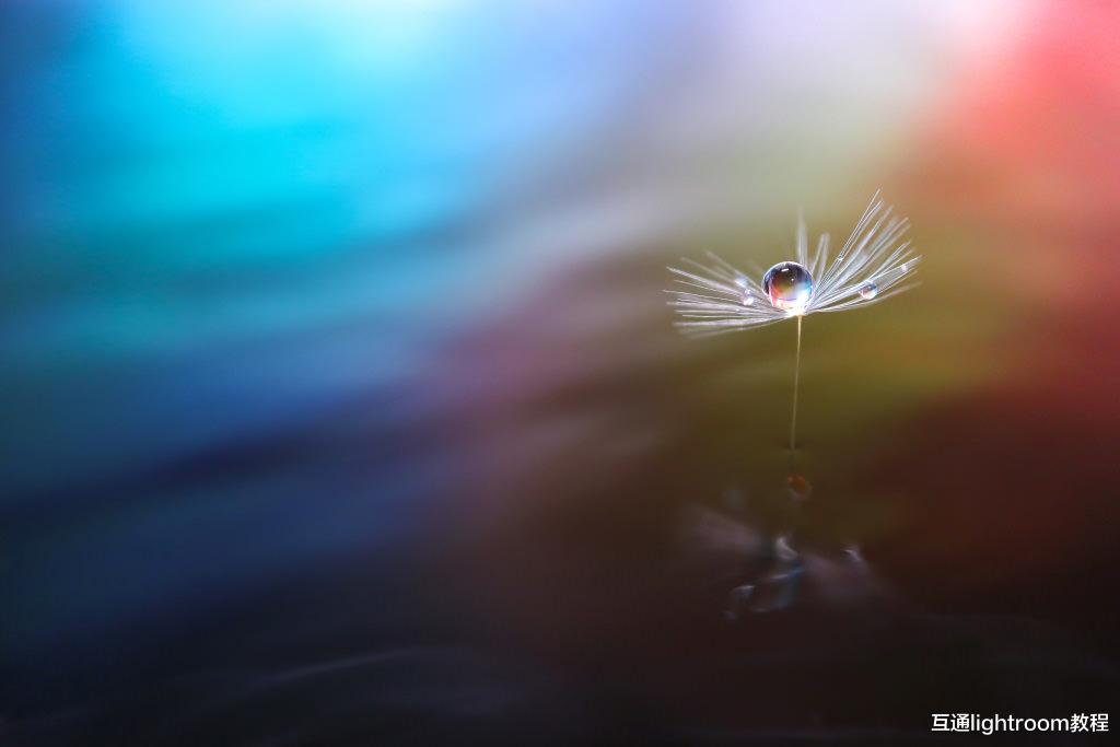 怎样拍出漂亮的水珠花朵照片,试试这几个技巧!