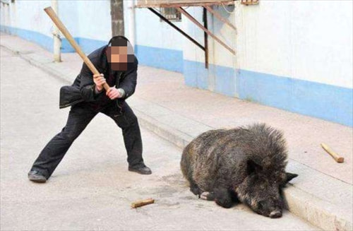 “我只卖了几斤野猪肉,就要判刑”?江西男子贩卖野猪肉被判两月