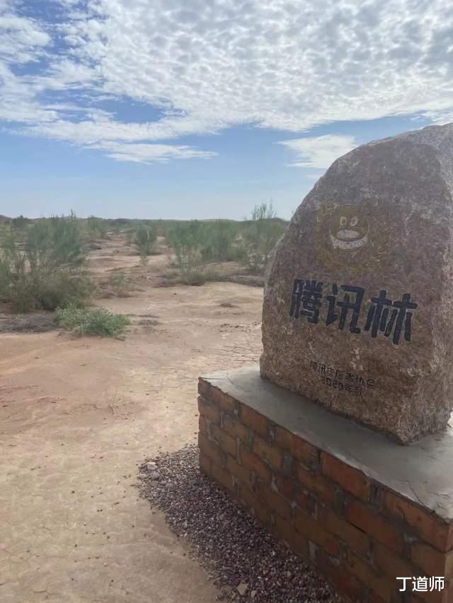 烟台|较真：蚂蚁森林、腾讯公益等到底有没有真种树？