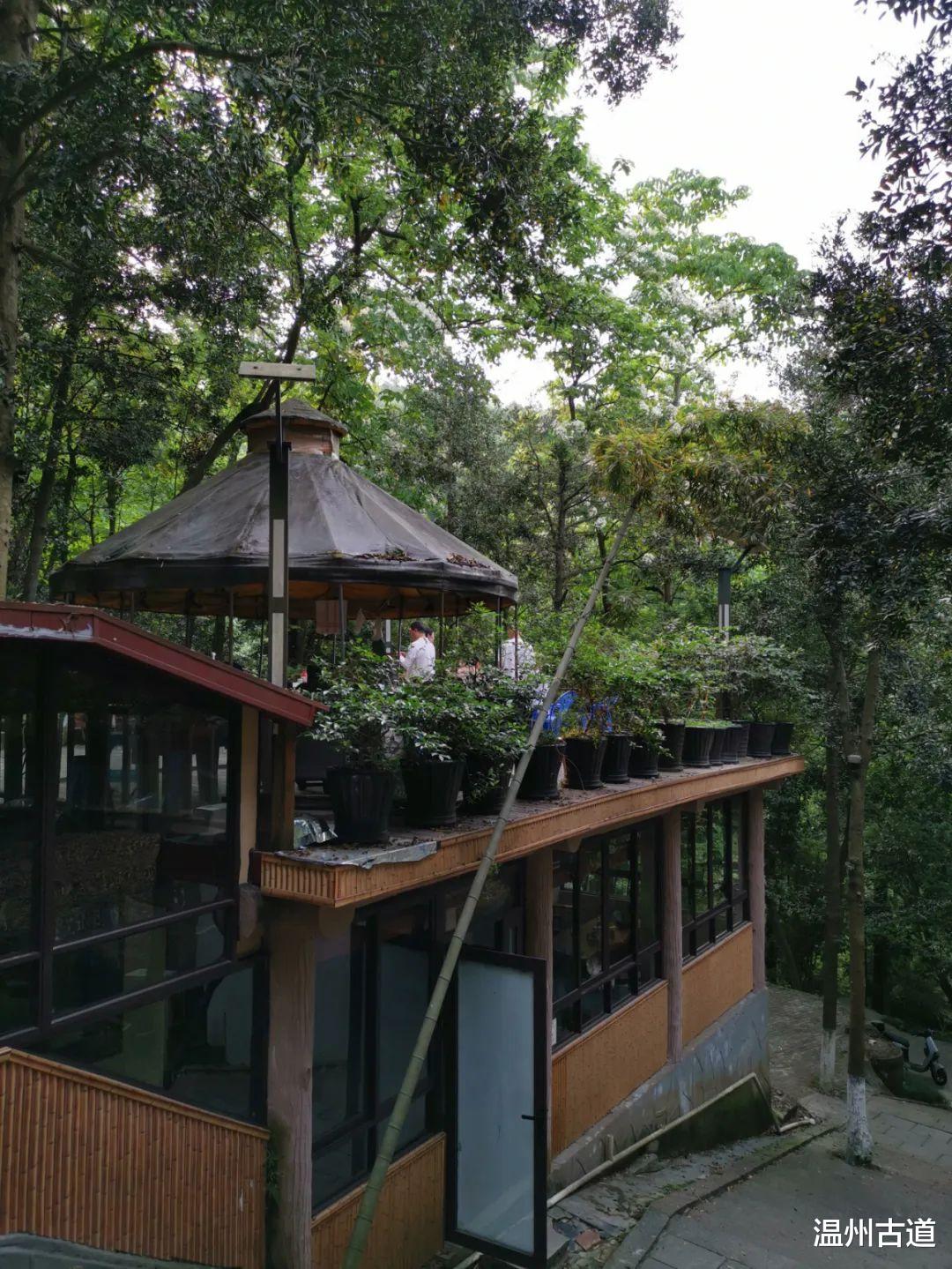 云南|景山的桐花开了!你去看了没有?