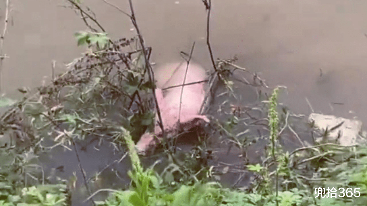 贵州|钓鱼“钓”头活猪!贵州男子垂钓的罕见经历,随后的做法出乎意料