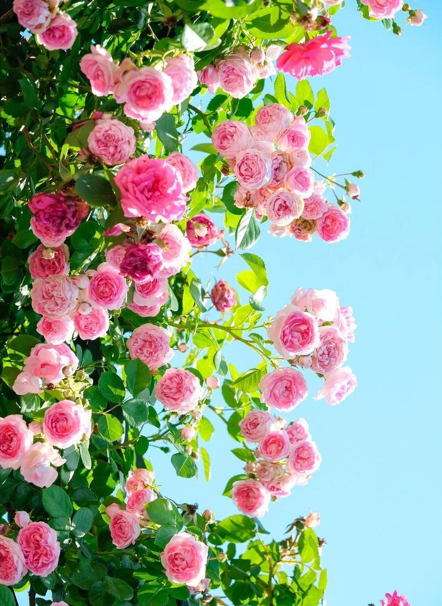 DIY造园:自己设计打造100㎡花园,不需要花太多钱,但充满成就感