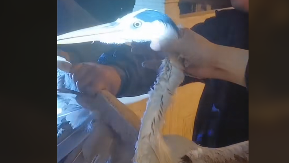 |北京钓友桥筏钓到怪鸟, 发视频留纪念, 引网友回复：这个刑, 有盼头