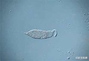 25张通过显微镜拍到的微生物照片,原来“怪物”就在我们的身边