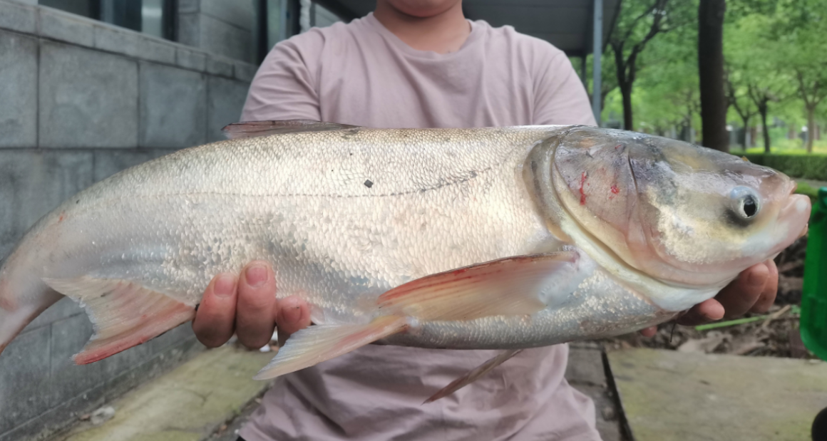饵料|说说小药, 小药不是神, 起不到决定作用, 有经验钓友: 加了就比没加强