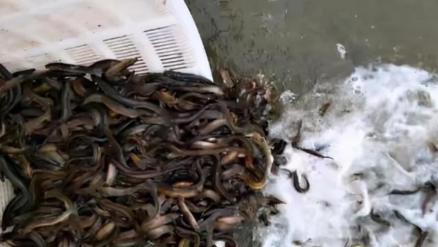 许多|泥鳅钓鱼为何会被禁止?难道只是因为效果太好?