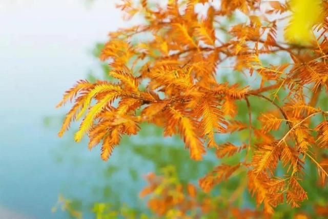 入秋后,少吃“发物”和“寒物”,多吃这4样,清润平燥不上火