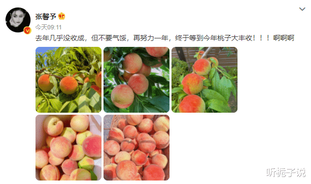 张馨予|张馨予努力一年，等来了桃子的大丰收，与何捷结婚4年，很是恩爱