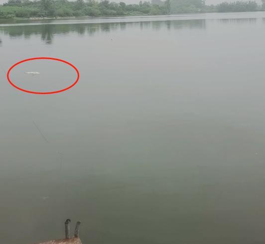 律师|许敏律师外出钓鱼,鱼被网子捞起暗示一网打尽,网友:天要亮了