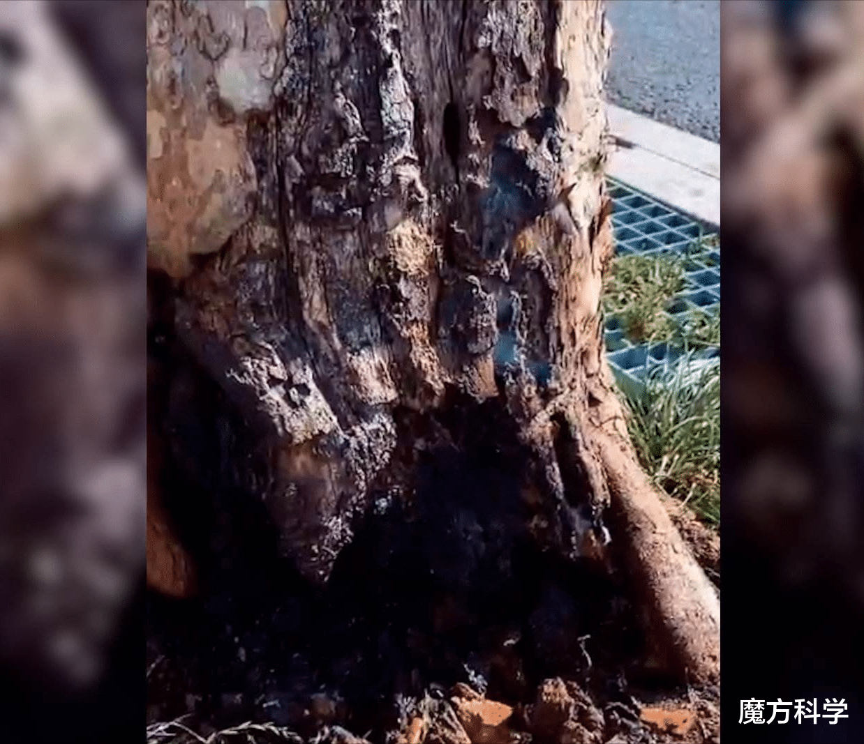 罕见!河南地表最高温74℃,南京树木自燃烧断根,为何如此反常?