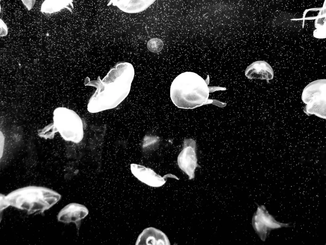 求职|人家上班，我找工作，该来的一样也逃不掉