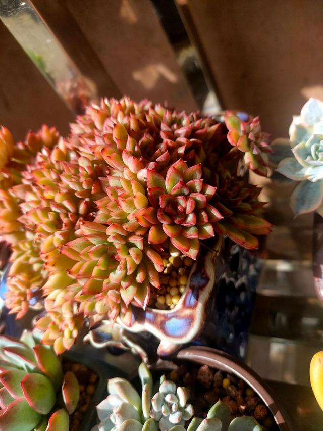 这些多肉越小“价格”越高,自带“仙气”滤镜,暗香弥漫惹人醉