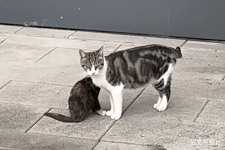 下半身瘫痪的小流浪猫，与猫妈妈相依为命，谁能救救它？