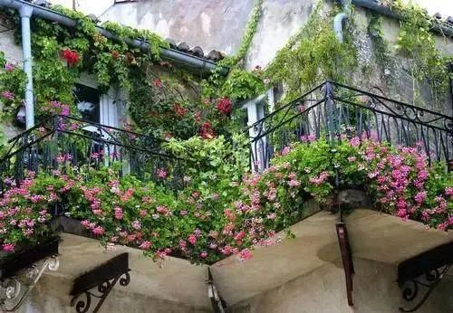 在自家阳台种满了植物,心里乐开花,发业主群邻居却“炸开了锅”