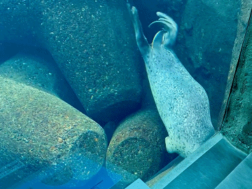 水族箱中岩石上长了眼睛?原来这是一只学会了拟态技能的海豹