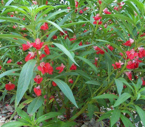 芦笋 古人也爱美甲?快来看看古人如何养护指甲的吧!