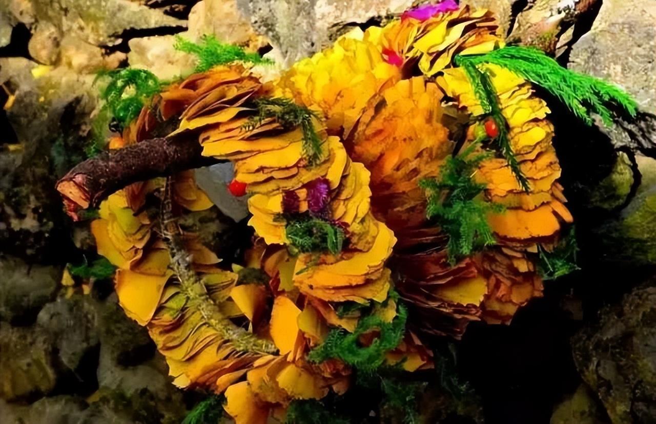 旅行社|这个秋天,你不能错过腾冲银杏村