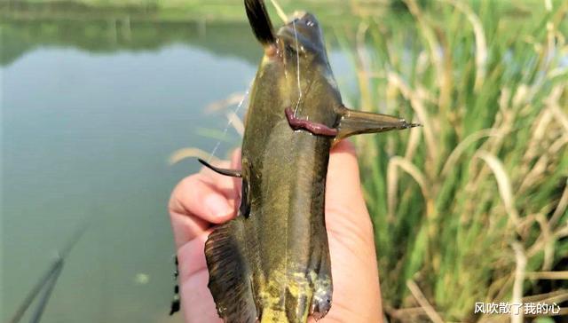 猪肝|夏天野钓黄辣丁,明白5大要点,掌握3款窝料,连竿上鱼不断