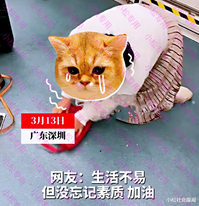 考试|广东深圳:女子地铁上吃东西,跪地清理后崩溃大哭:我自作自受,太相信人了